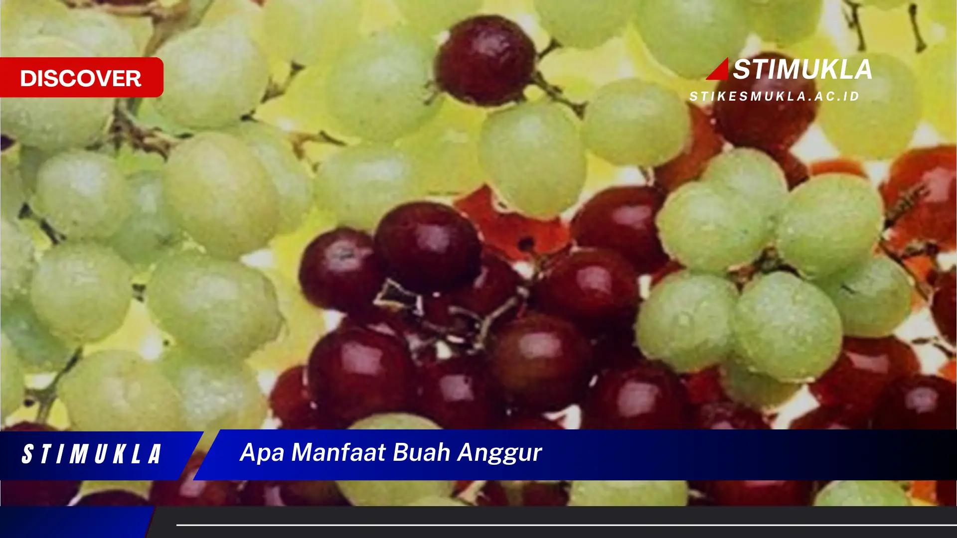 apa manfaat buah anggur