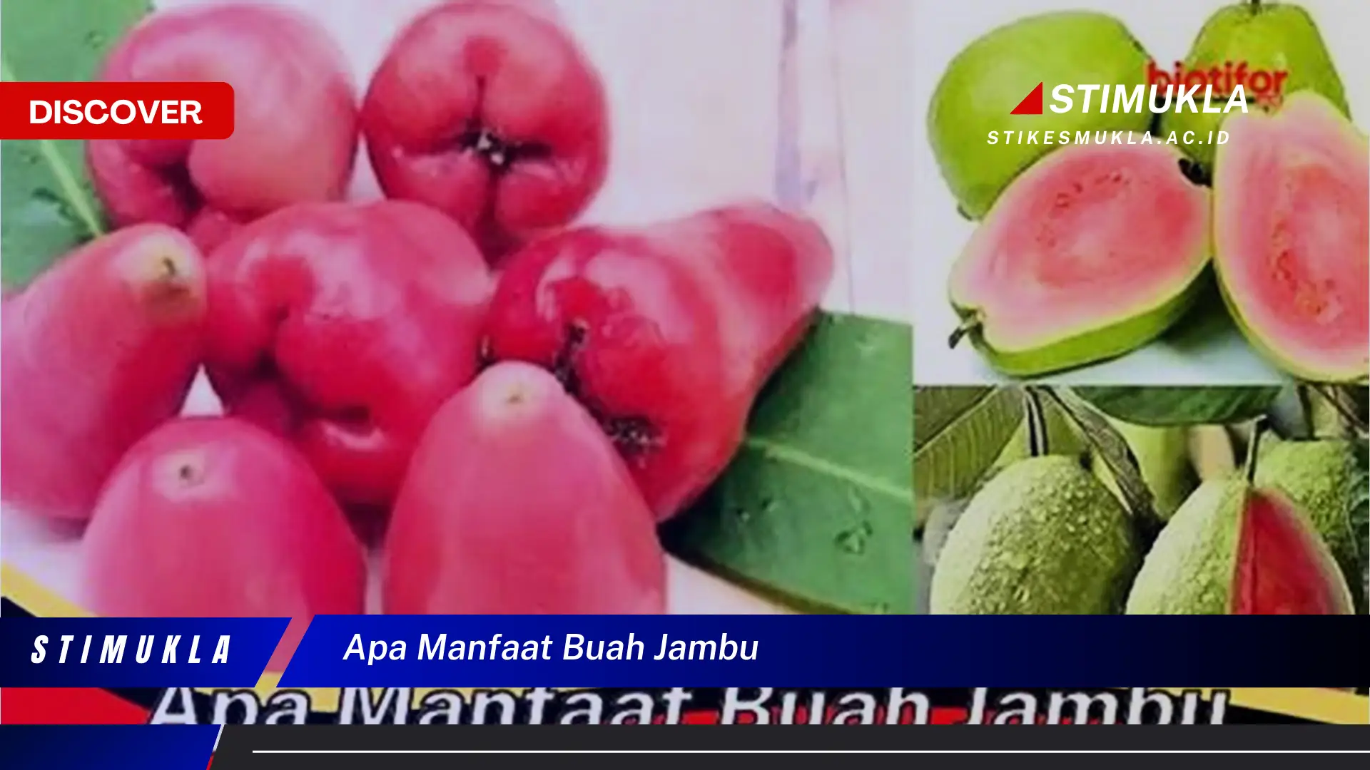 apa manfaat buah jambu