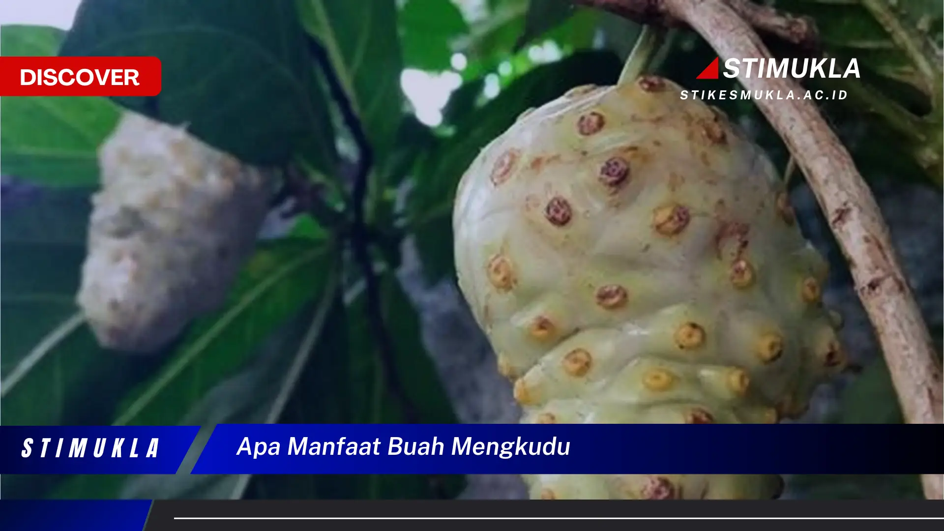 apa manfaat buah mengkudu