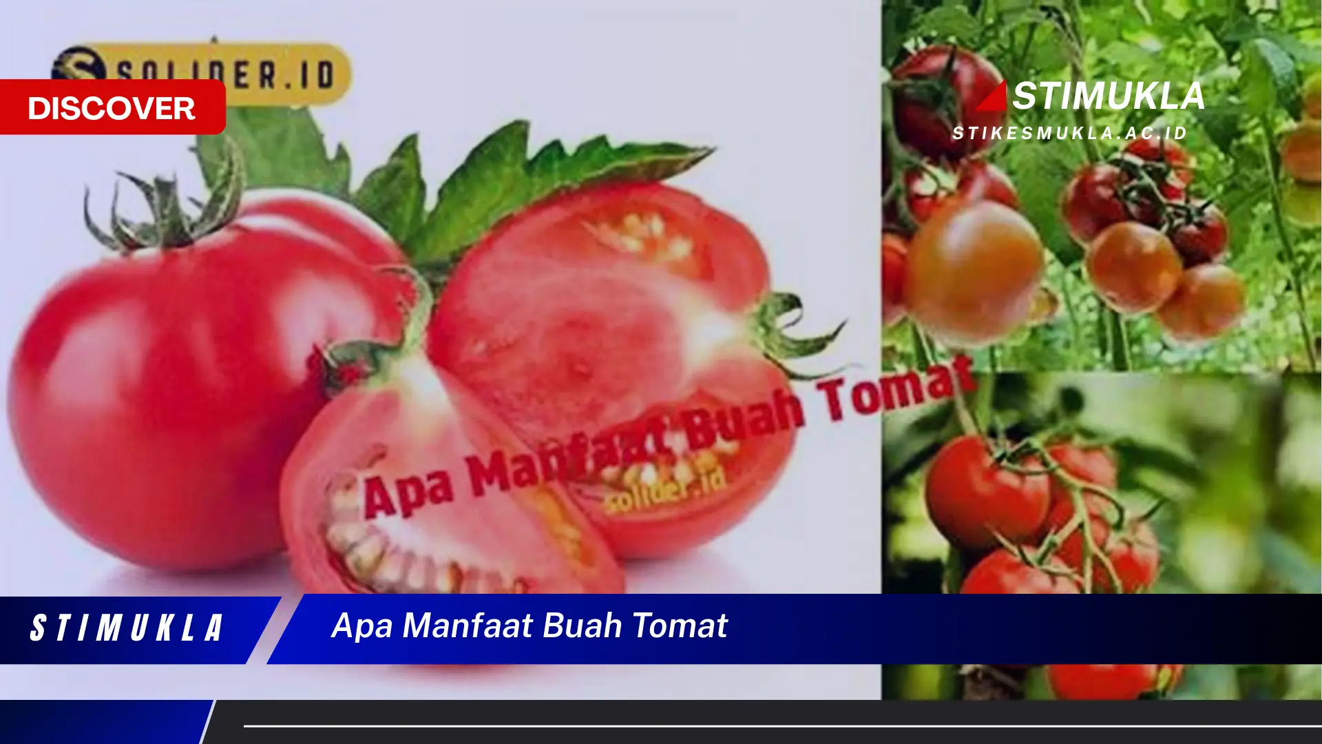 apa manfaat buah tomat