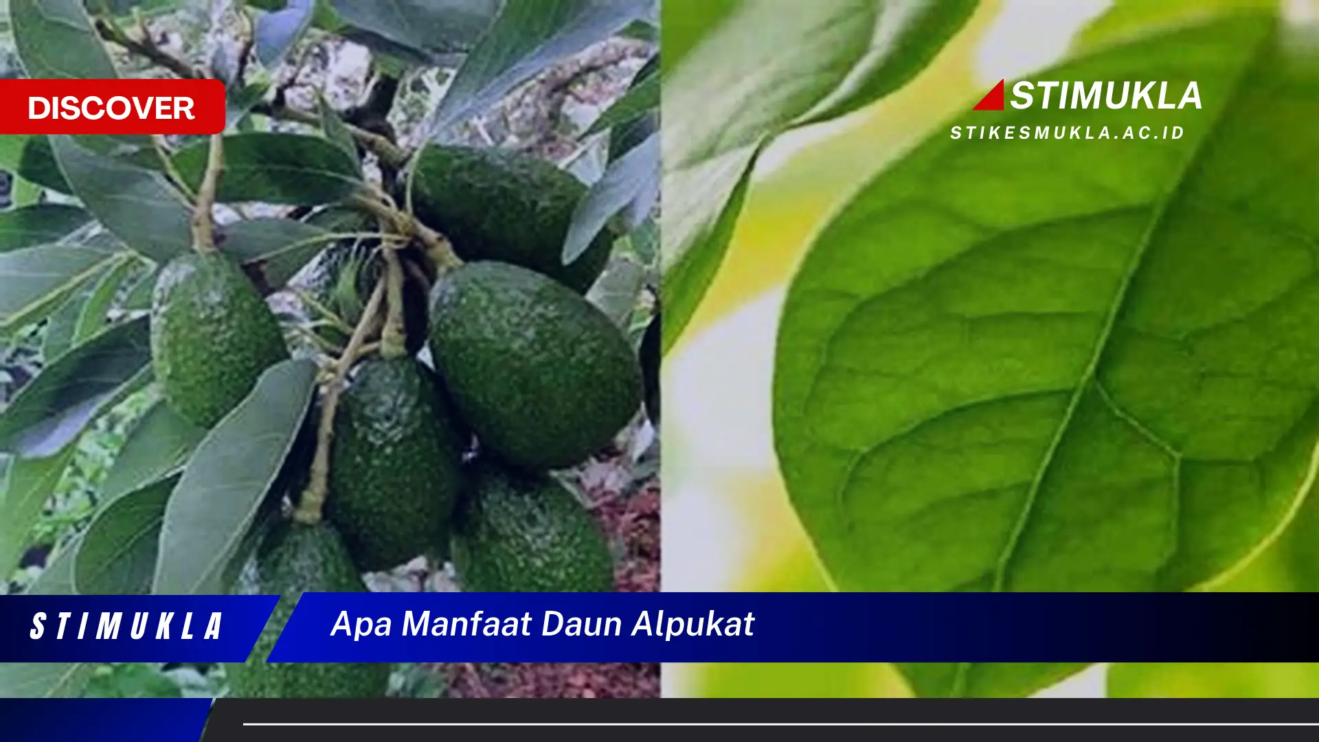 apa manfaat daun alpukat