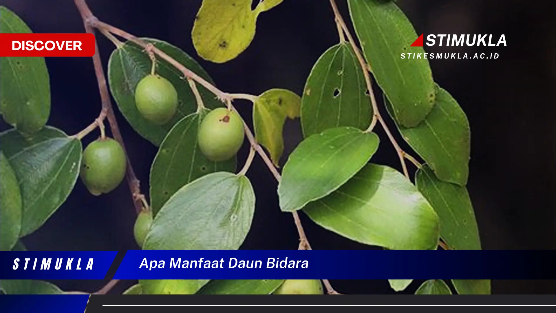 apa manfaat daun bidara