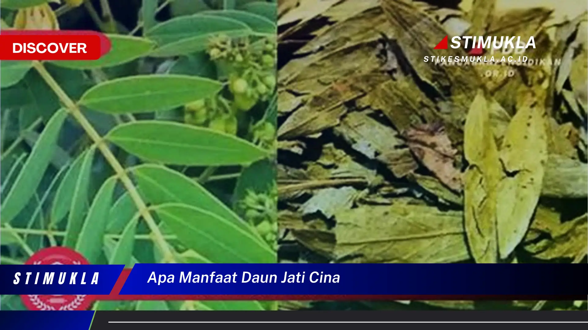 apa manfaat daun jati cina