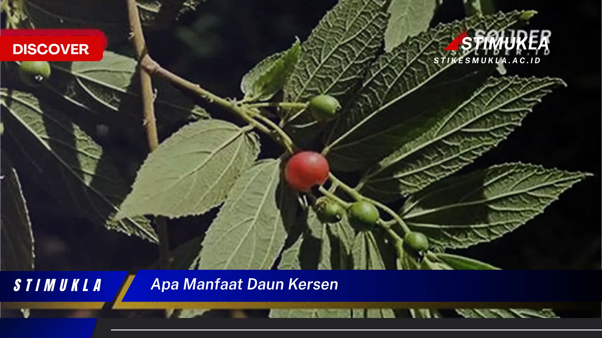 apa manfaat daun kersen