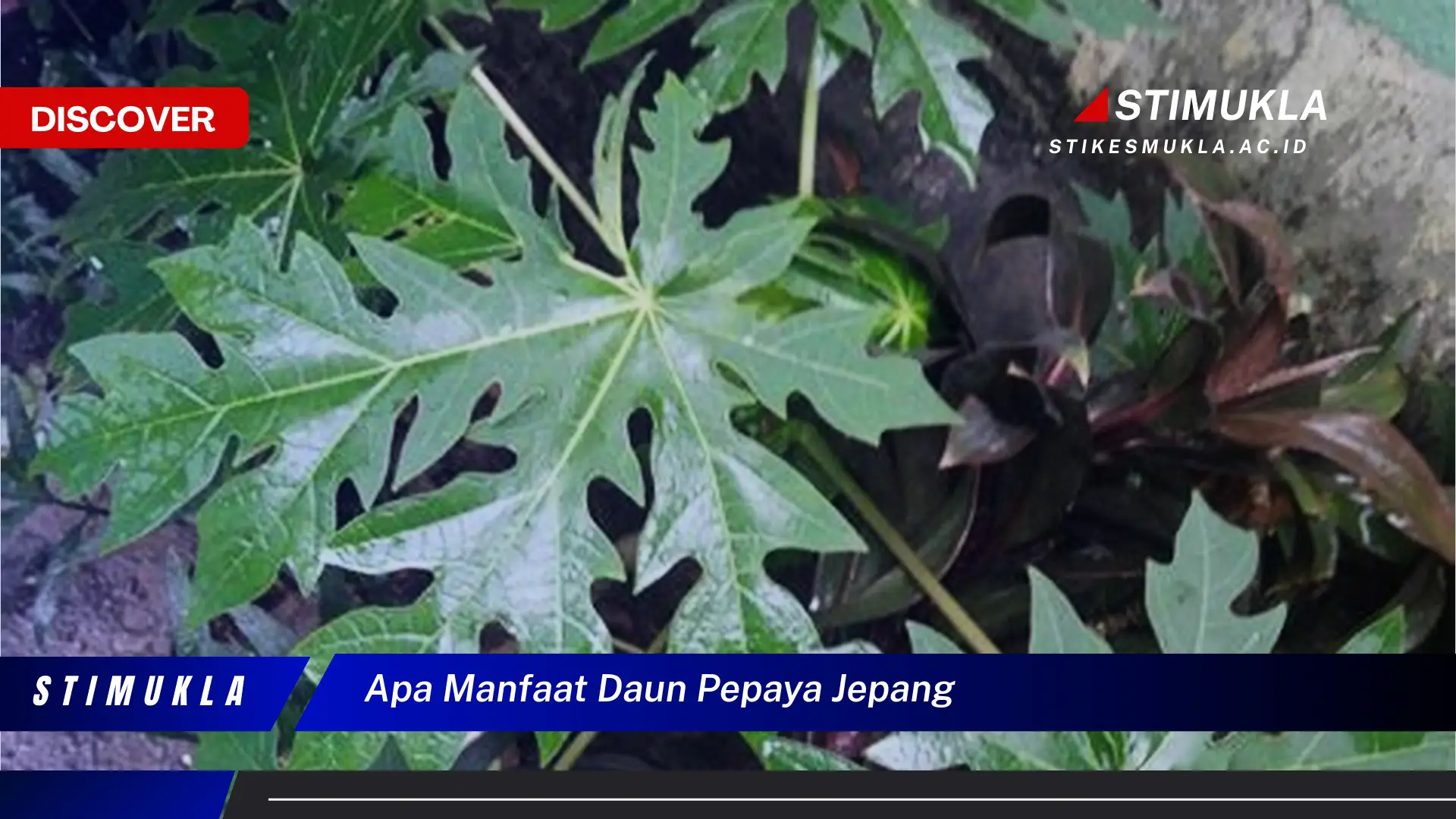 apa manfaat daun pepaya jepang