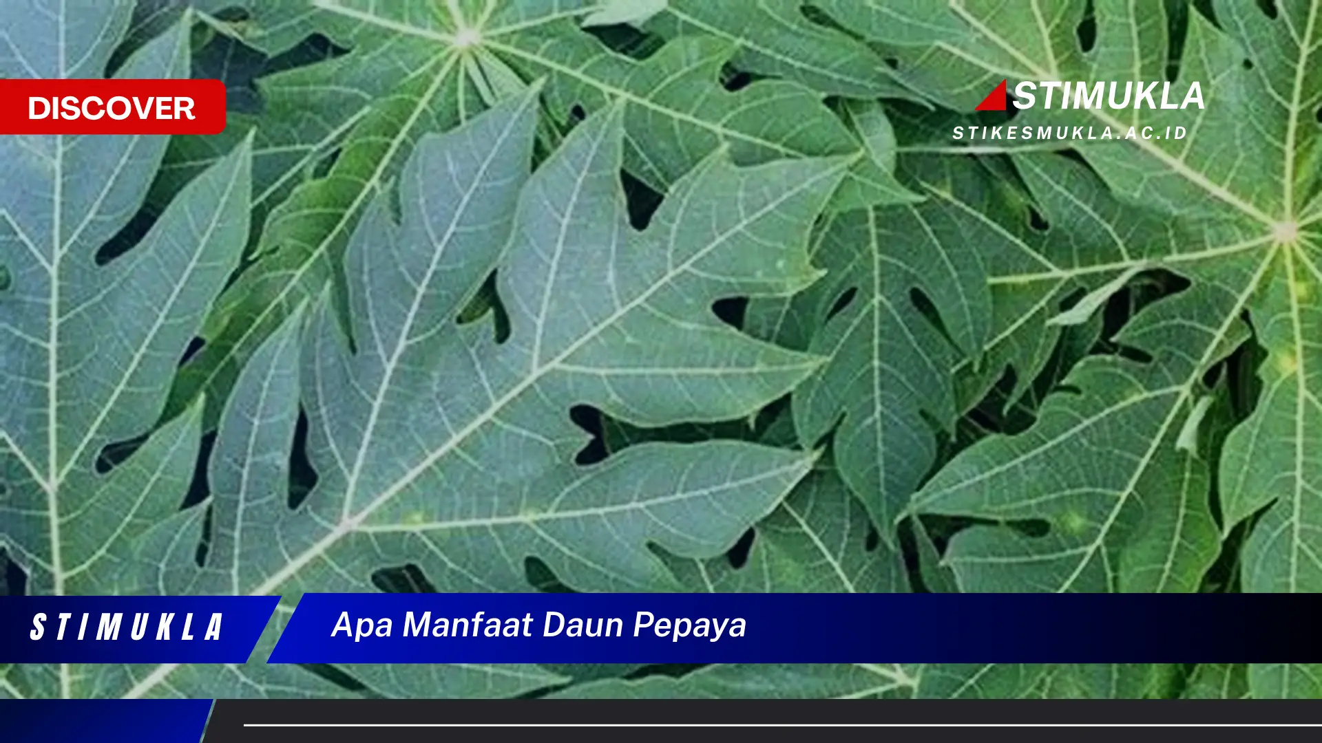 apa manfaat daun pepaya