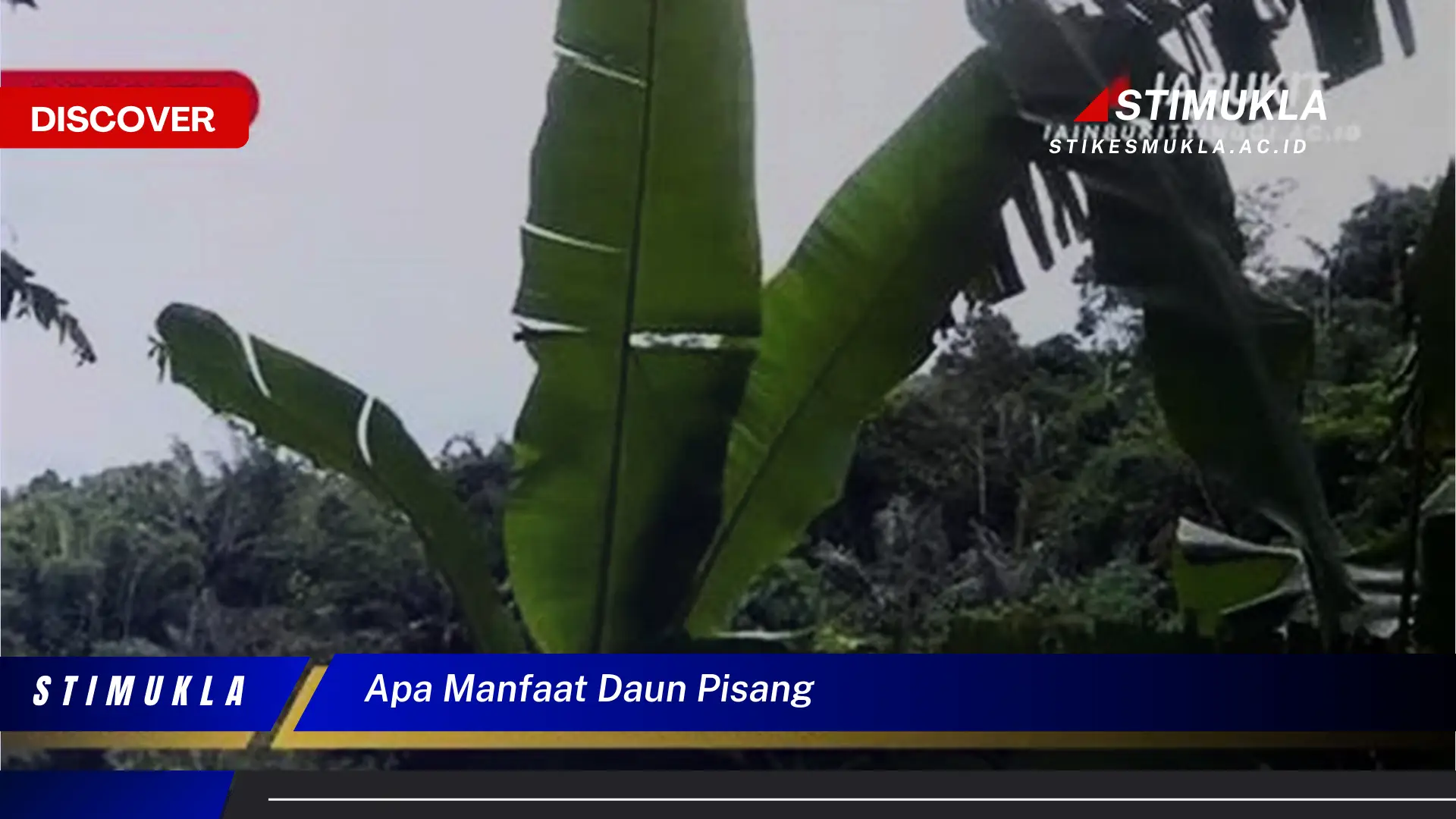 apa manfaat daun pisang