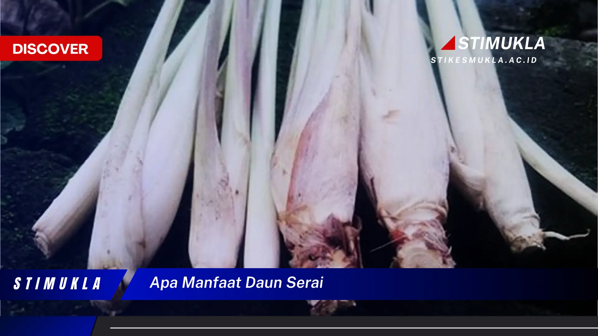 apa manfaat daun serai
