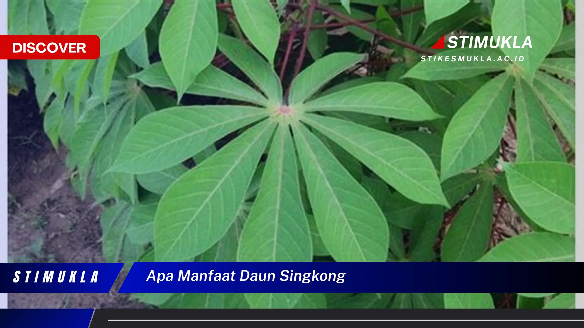 apa manfaat daun singkong