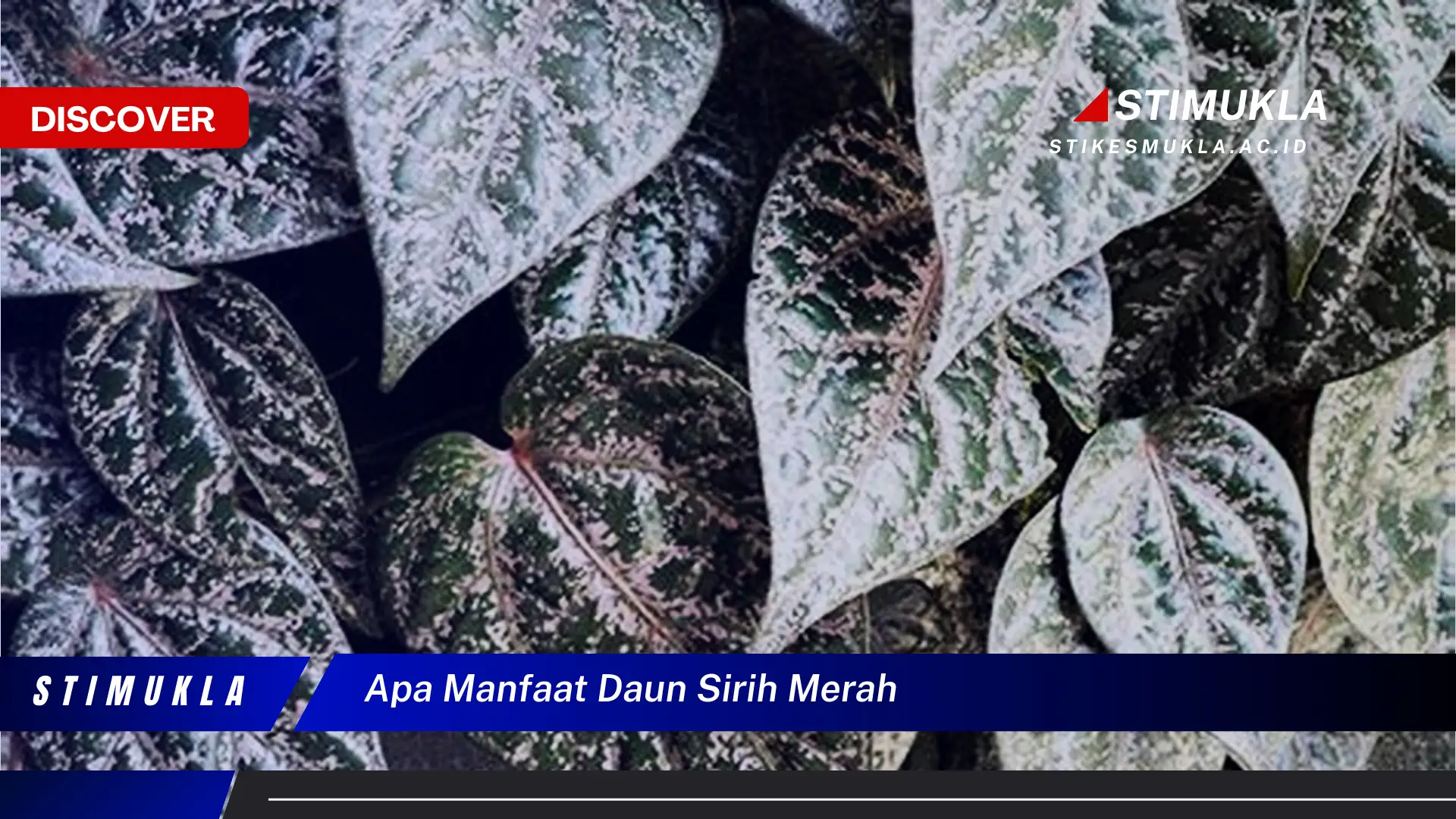 apa manfaat daun sirih merah