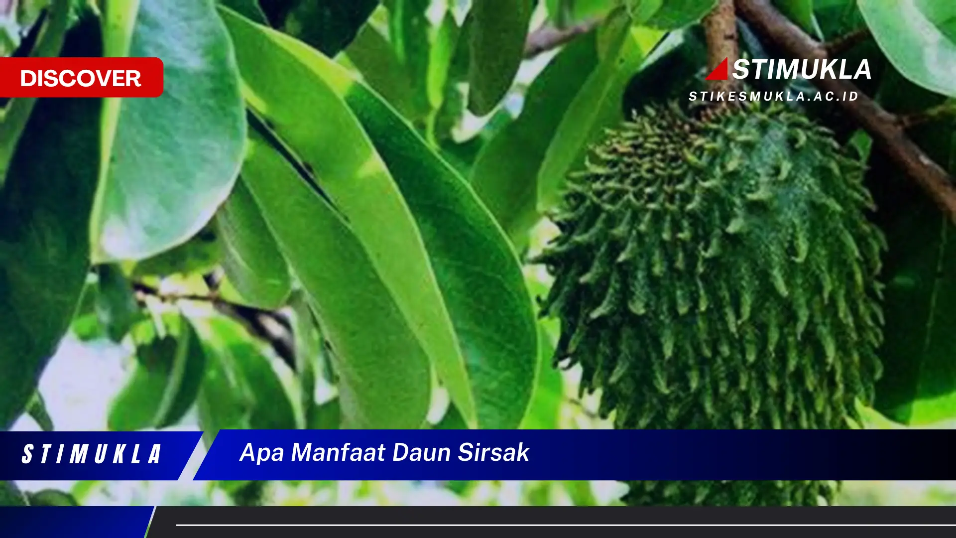 apa manfaat daun sirsak