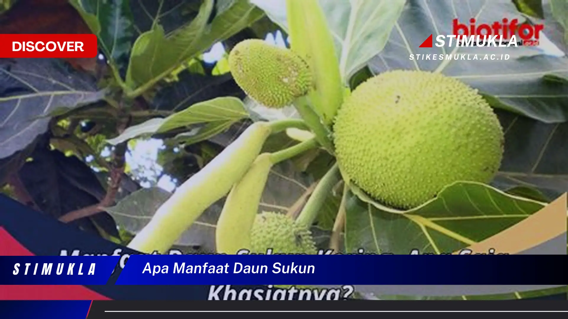 apa manfaat daun sukun