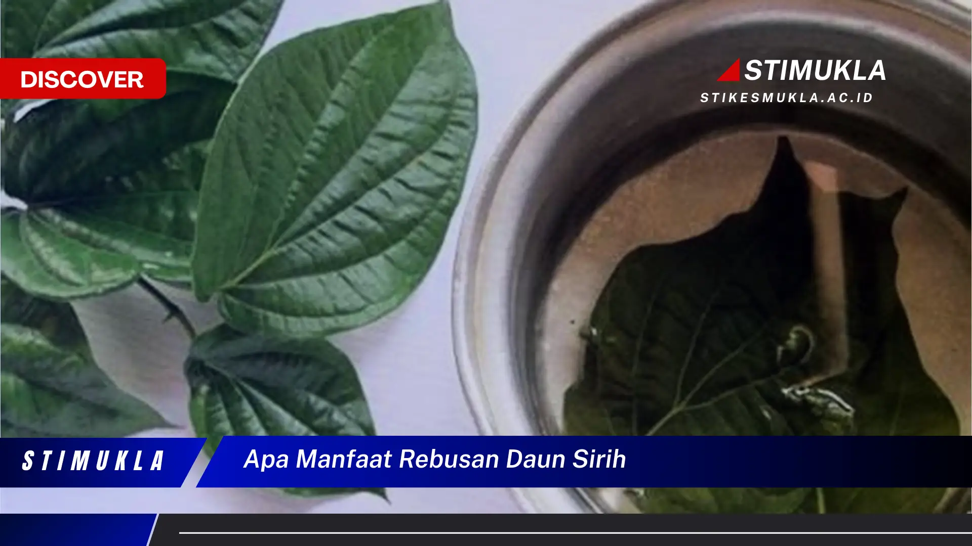 apa manfaat rebusan daun sirih