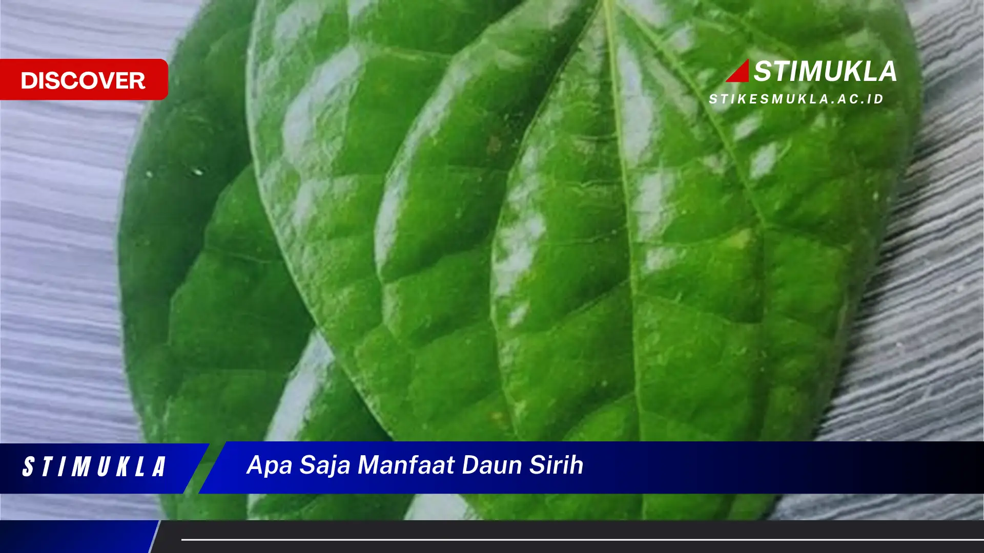 apa saja manfaat daun sirih