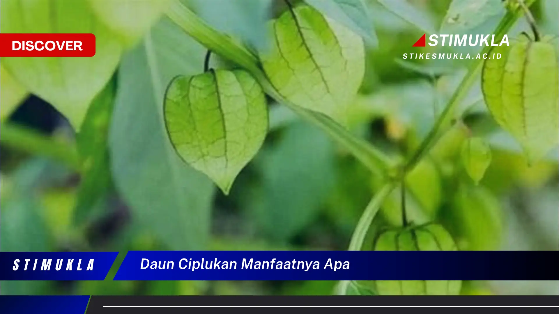 Apa 10 Manfaat Daun Ciplukan yang Wajib Kita Ketahui?