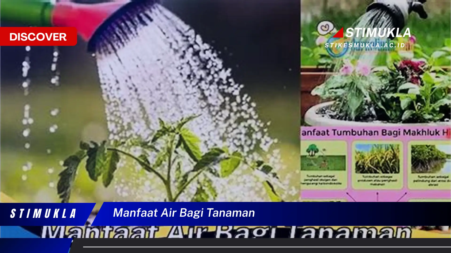 manfaat air bagi tanaman