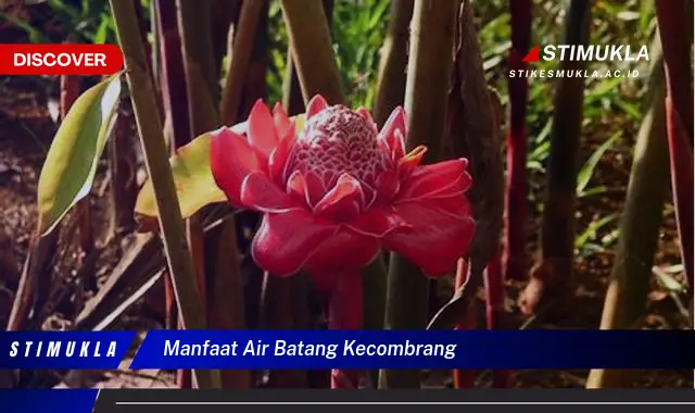 manfaat air batang kecombrang