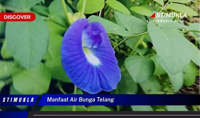 manfaat air bunga telang