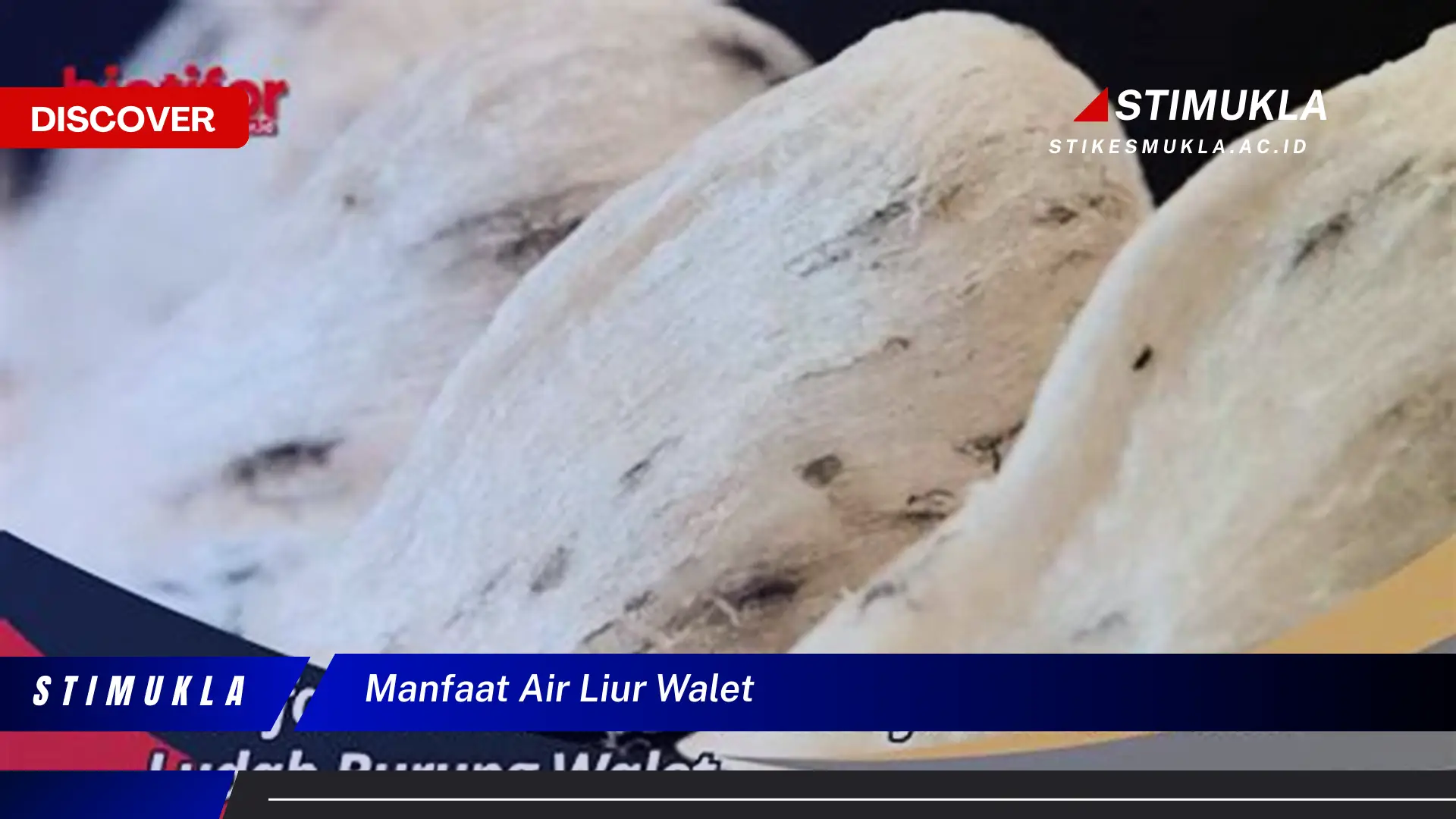 manfaat air liur walet