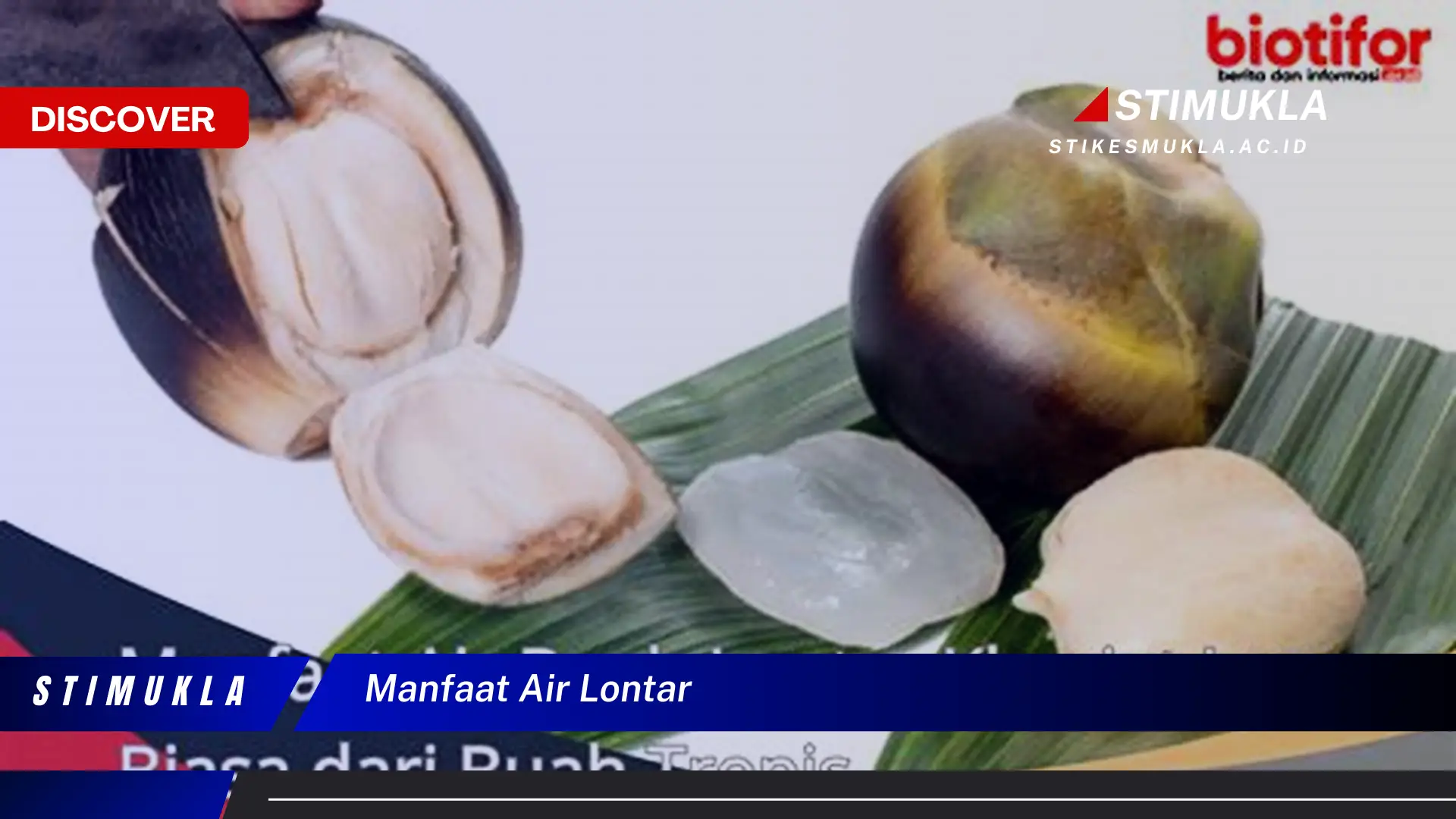 manfaat air lontar