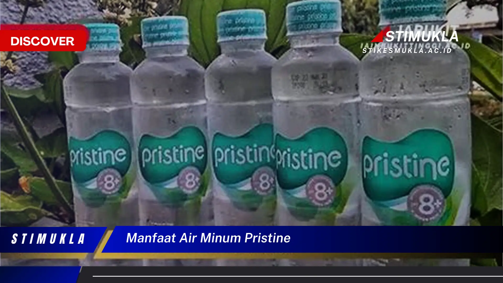 manfaat air minum pristine