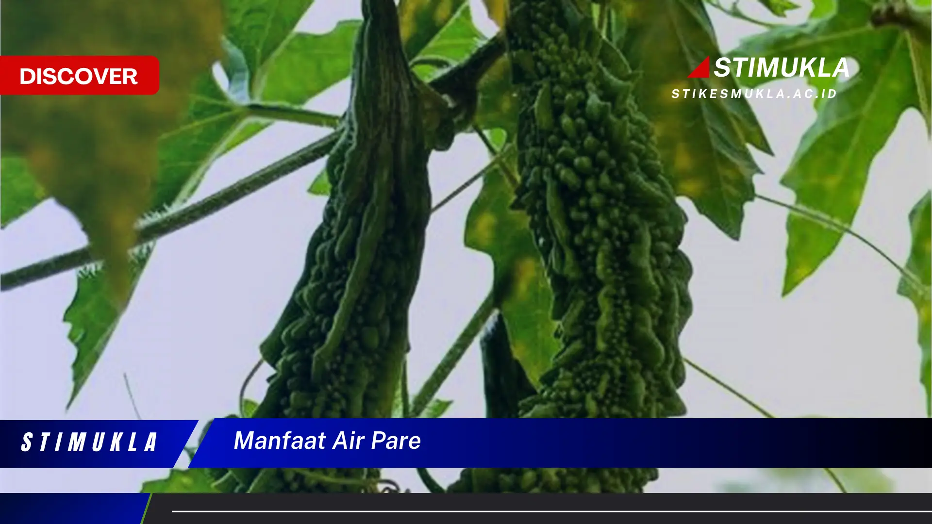 manfaat air pare