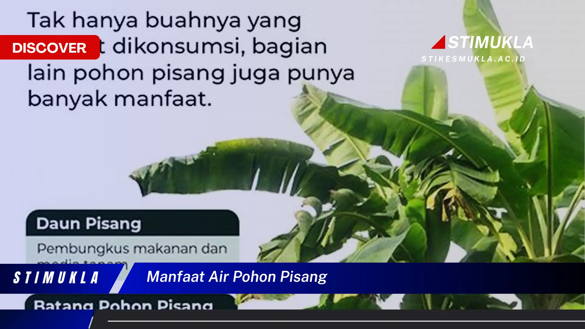manfaat air pohon pisang