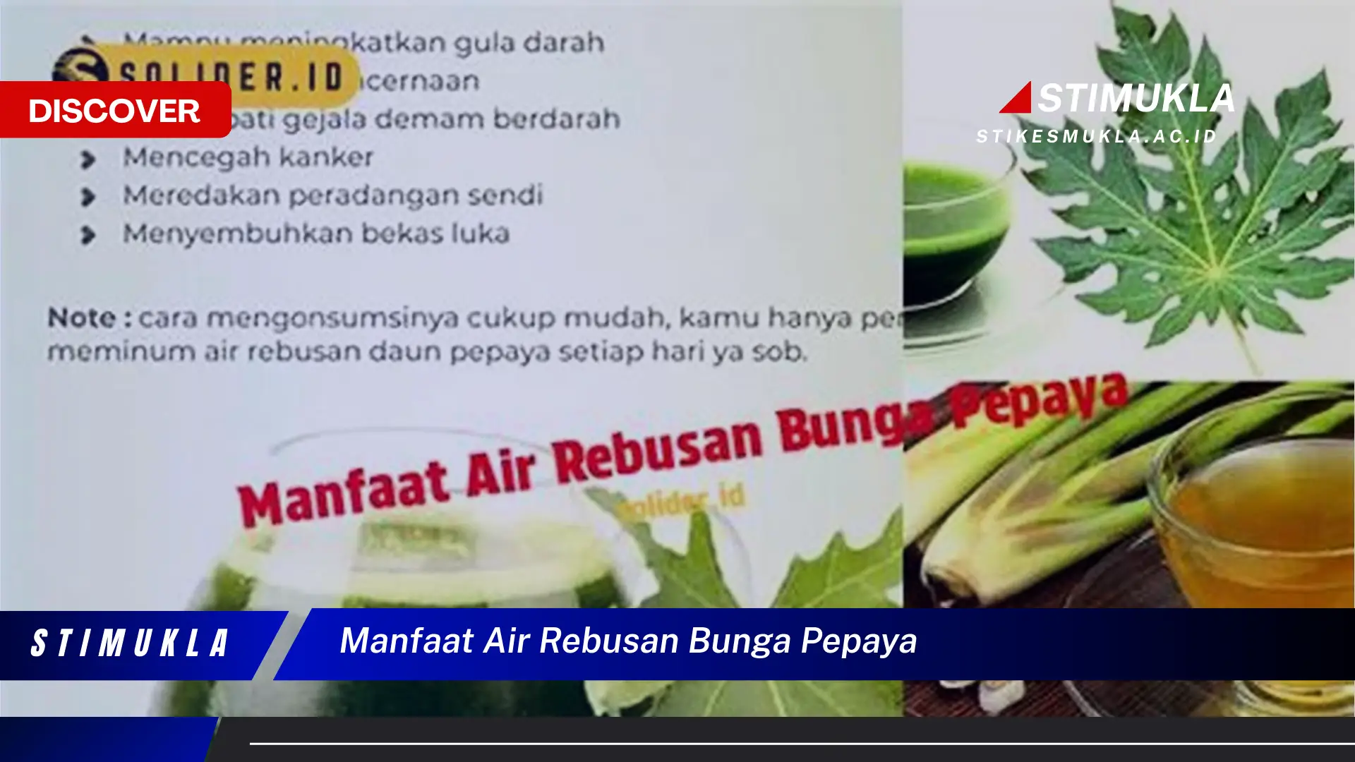 manfaat air rebusan bunga pepaya manfaat air rebusan bunga pepaya