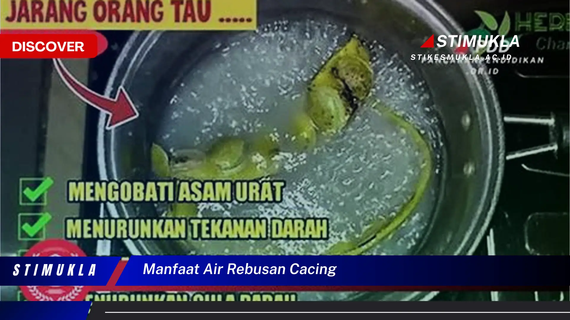 manfaat air rebusan cacing