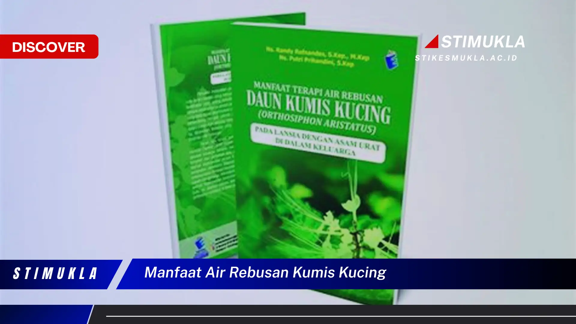 manfaat air rebusan kumis kucing