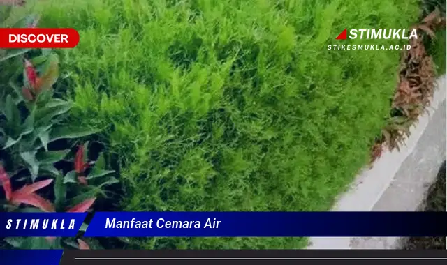 manfaat cemara air