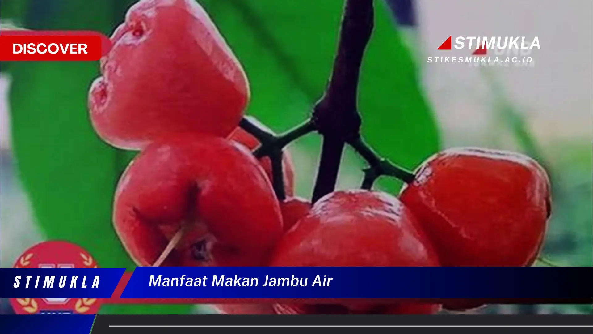 manfaat makan jambu air