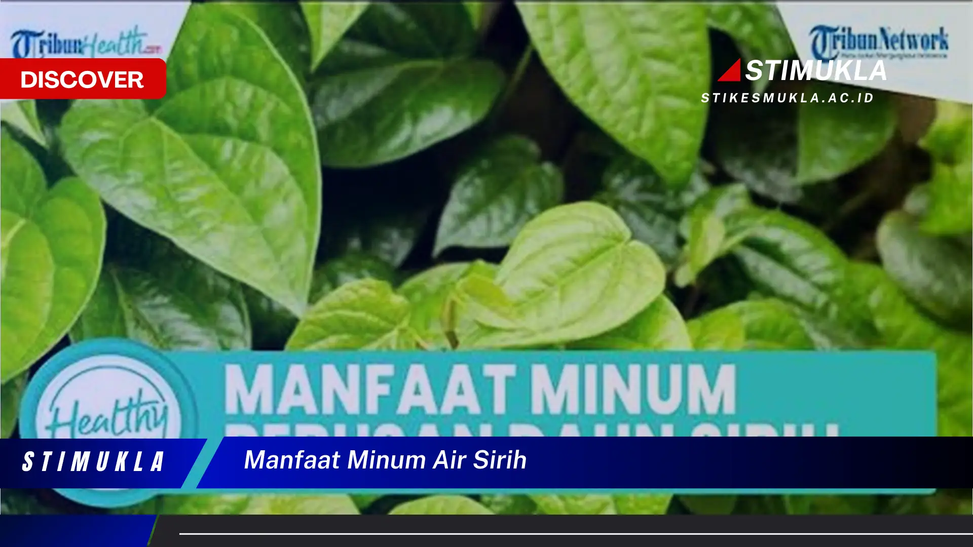 manfaat minum air sirih manfaat minum air sirih