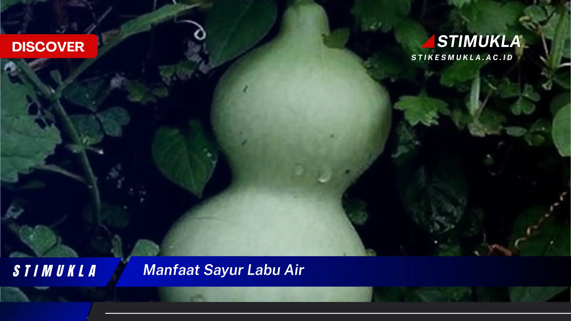 manfaat sayur labu air