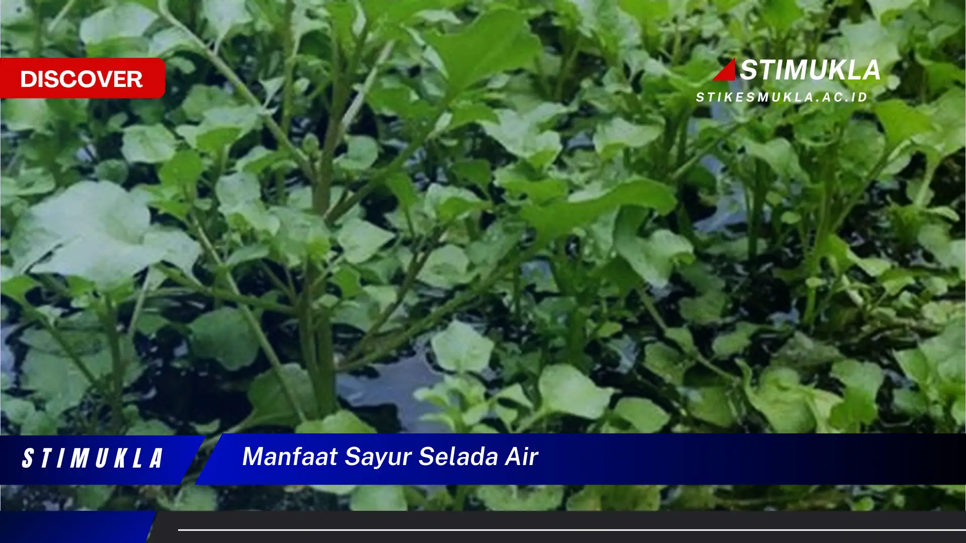 manfaat sayur selada air manfaat sayur selada air