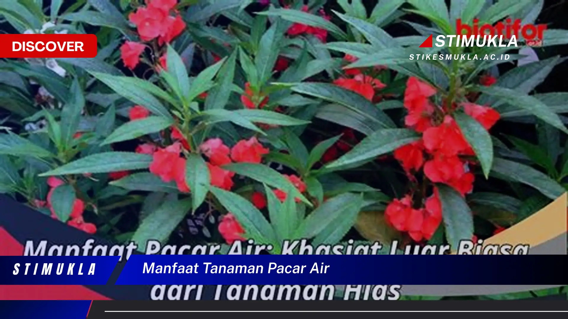 manfaat tanaman pacar air