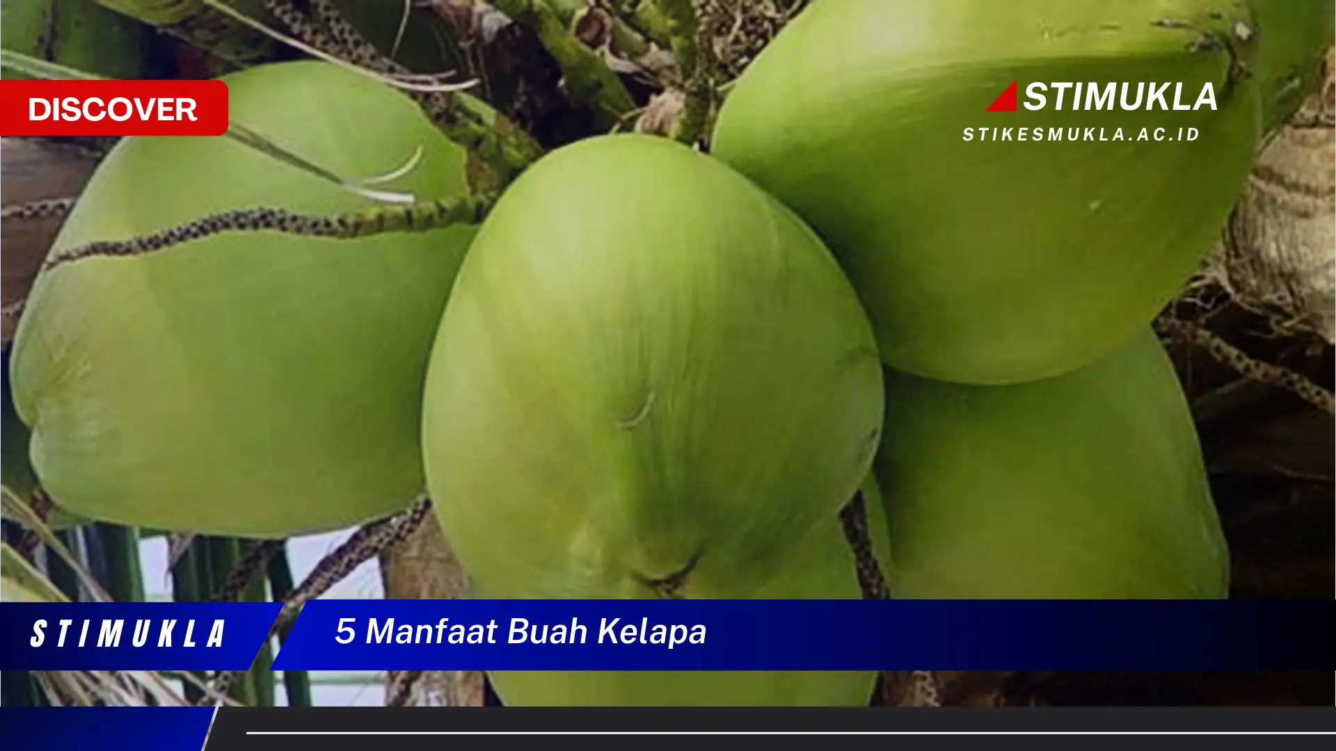 5 manfaat buah kelapa