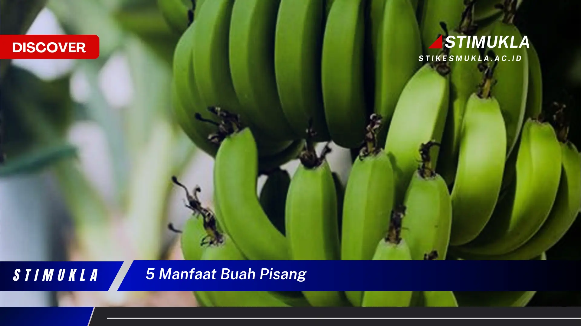 5 manfaat buah pisang