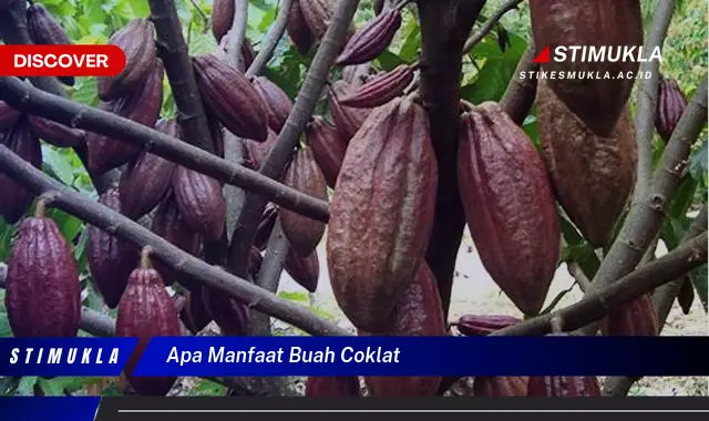 apa manfaat buah coklat