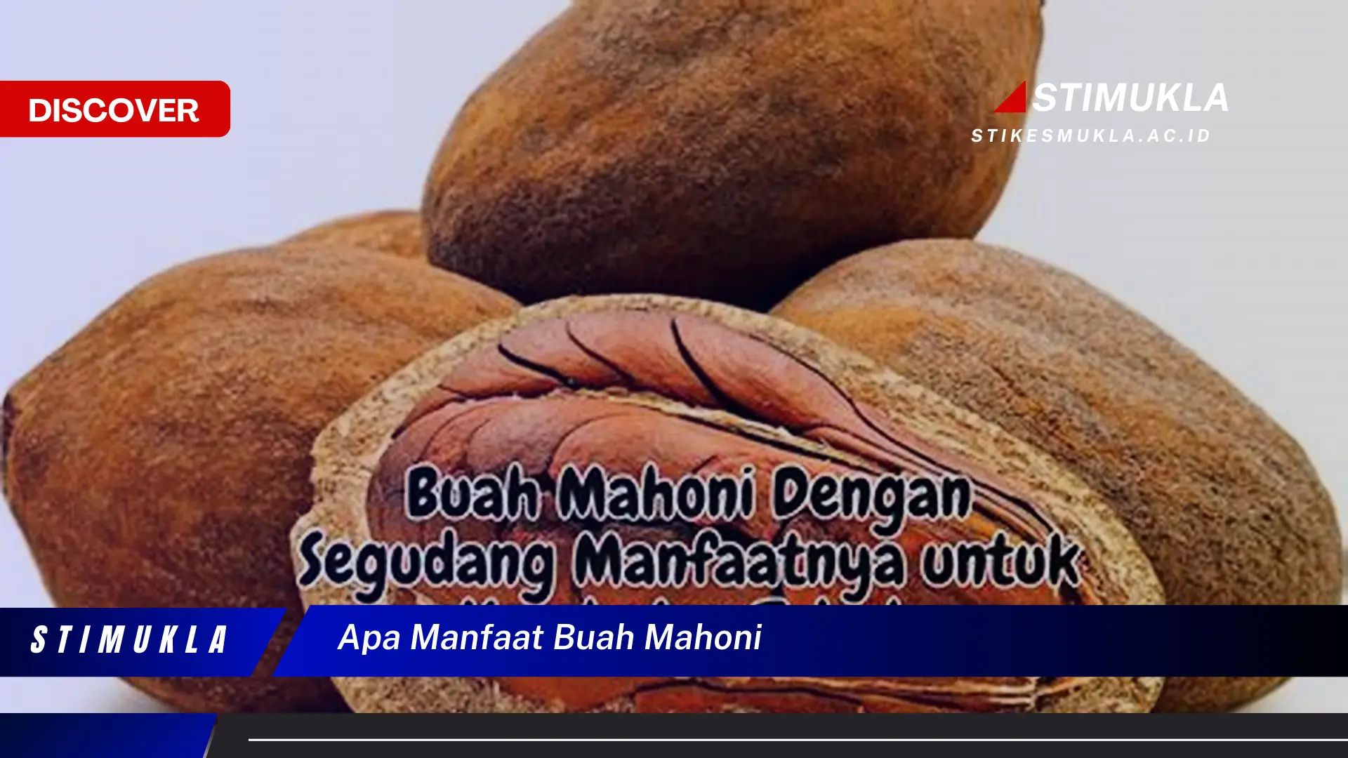 apa manfaat buah mahoni