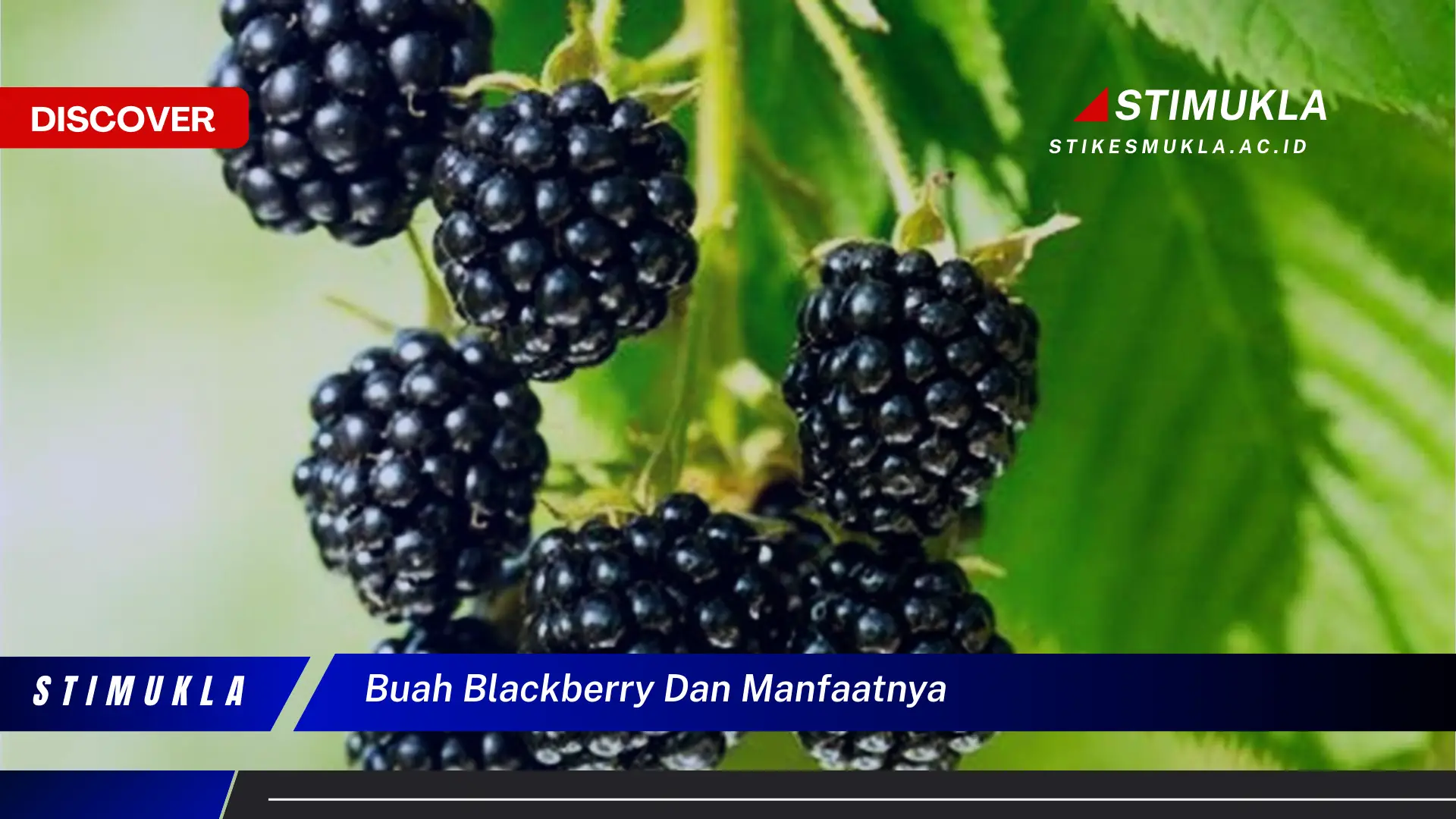 buah blackberry dan manfaatnya