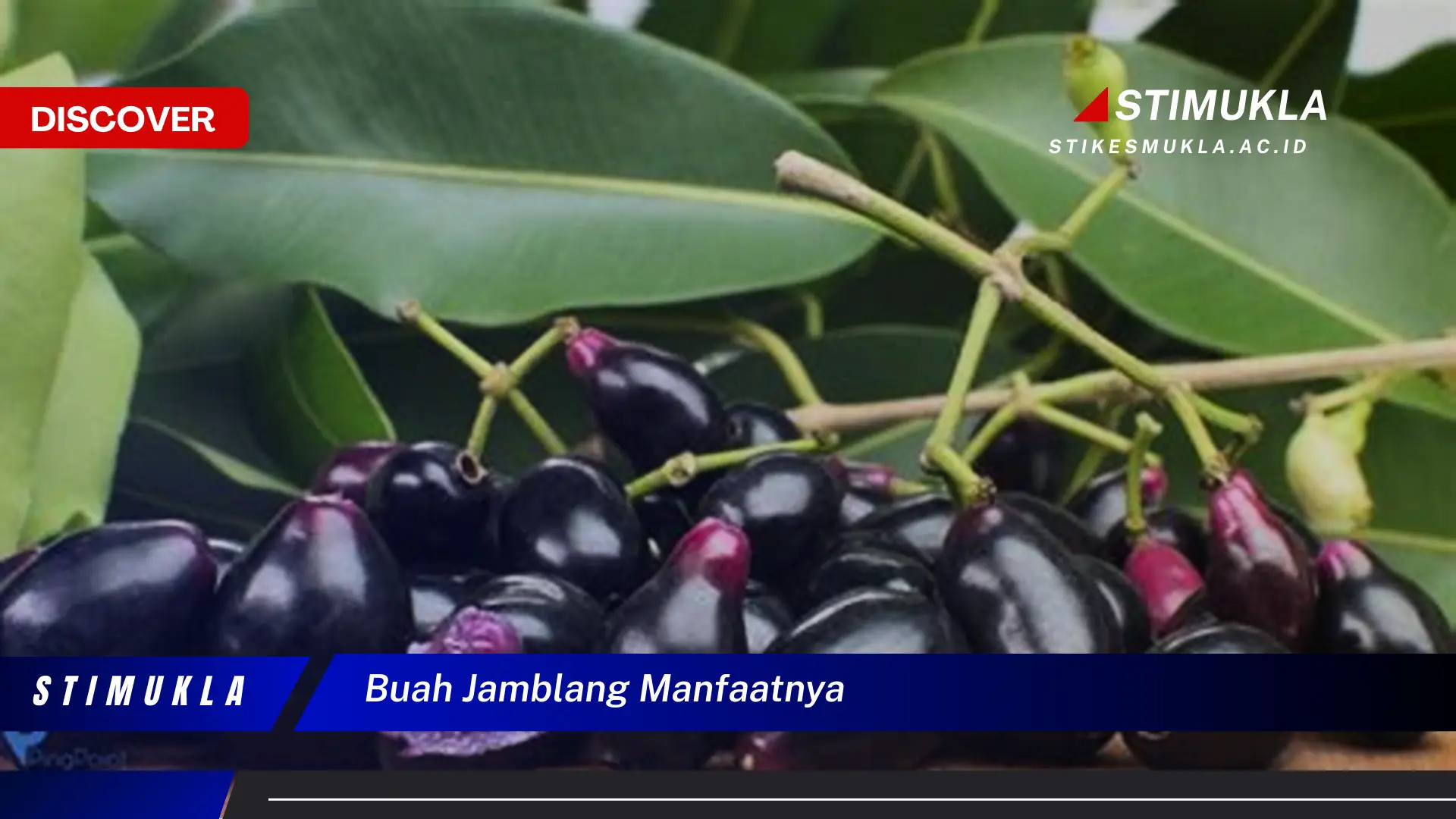 buah jamblang manfaatnya buah jamblang manfaatnya