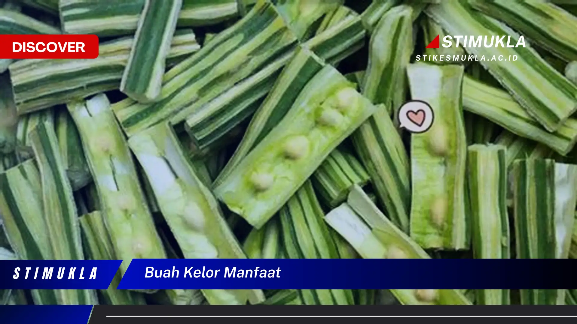buah kelor manfaat buah kelor manfaat