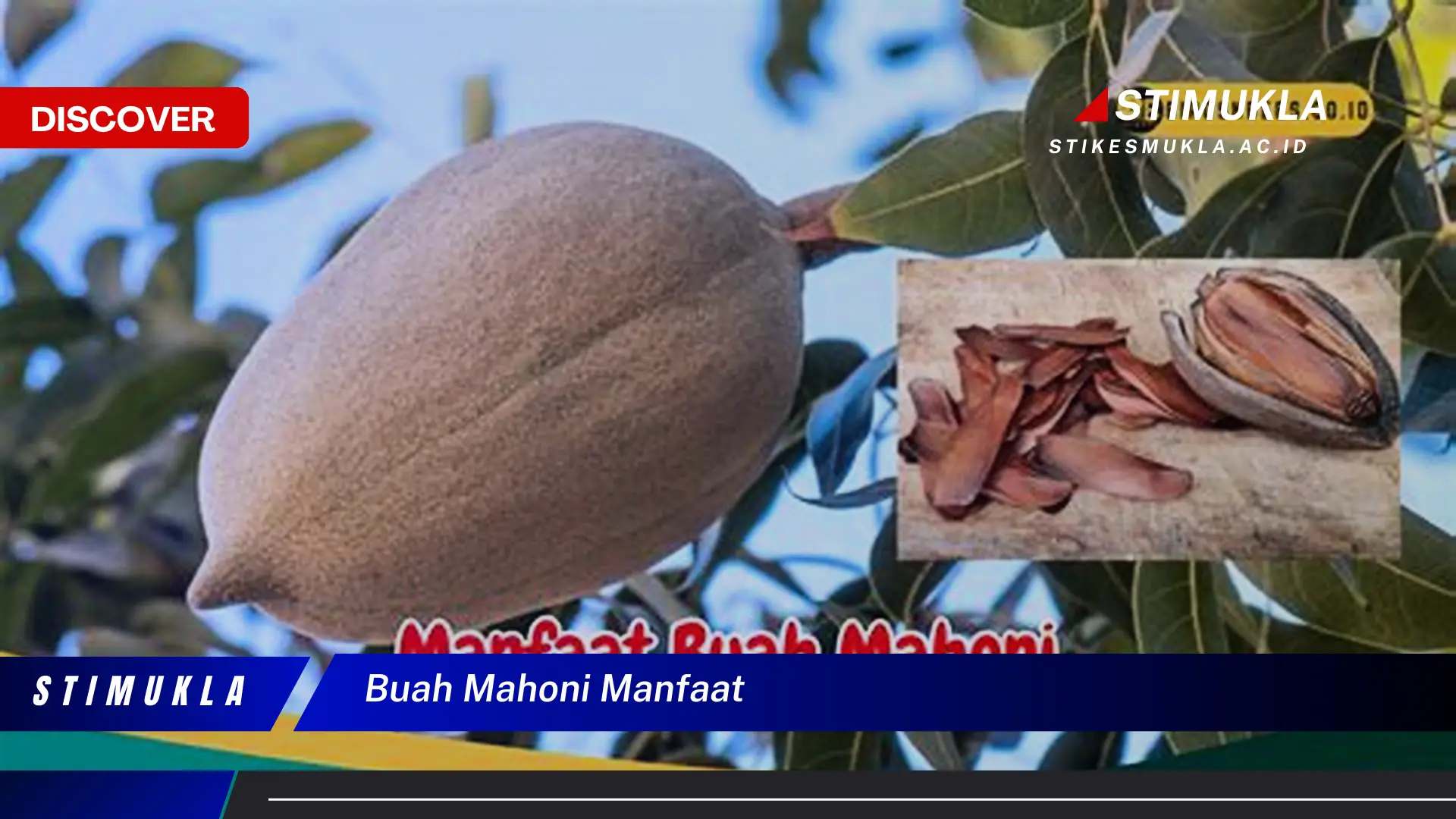 buah mahoni manfaat