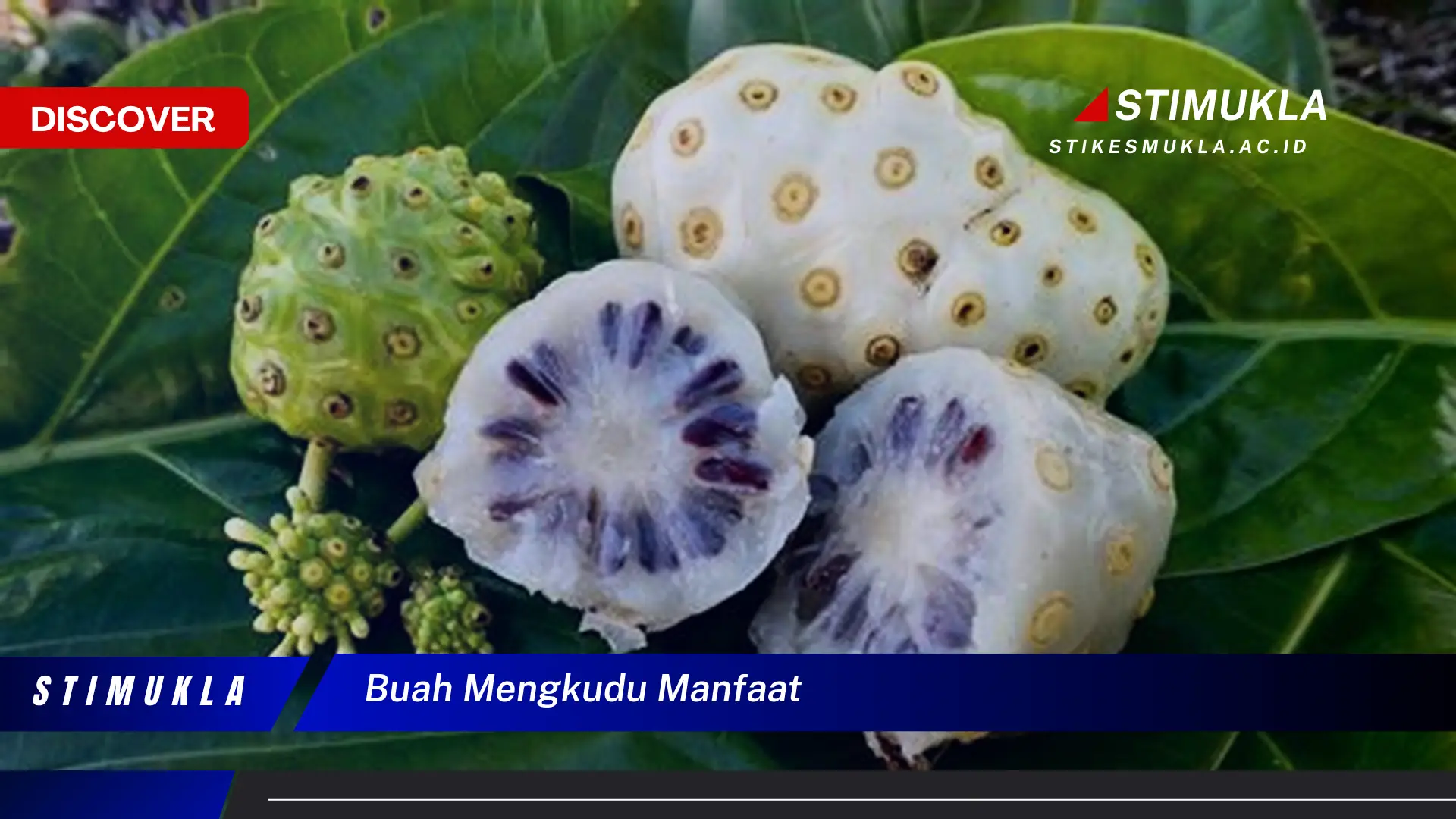 buah mengkudu manfaat