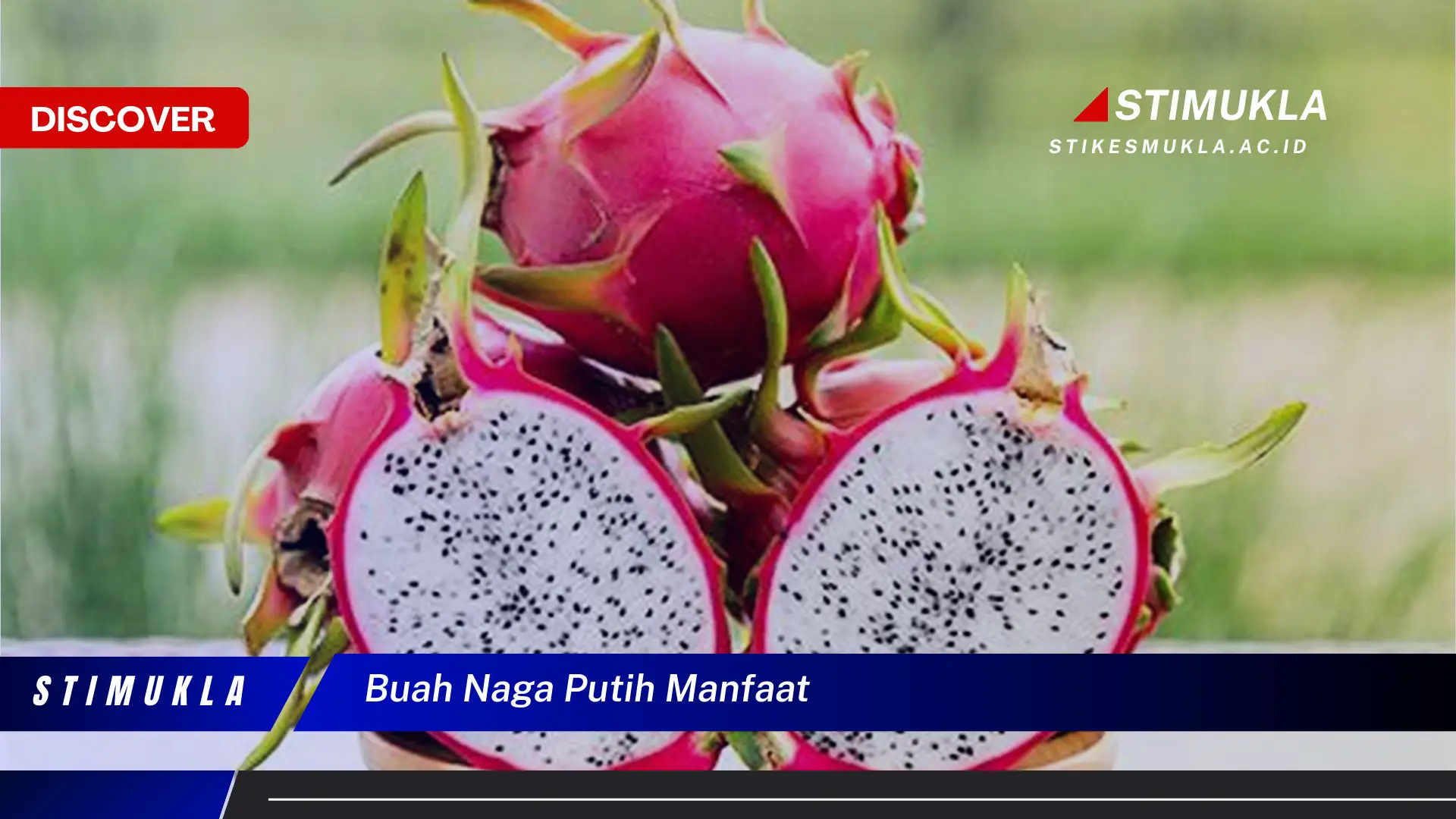 buah naga putih manfaat buah naga putih manfaat