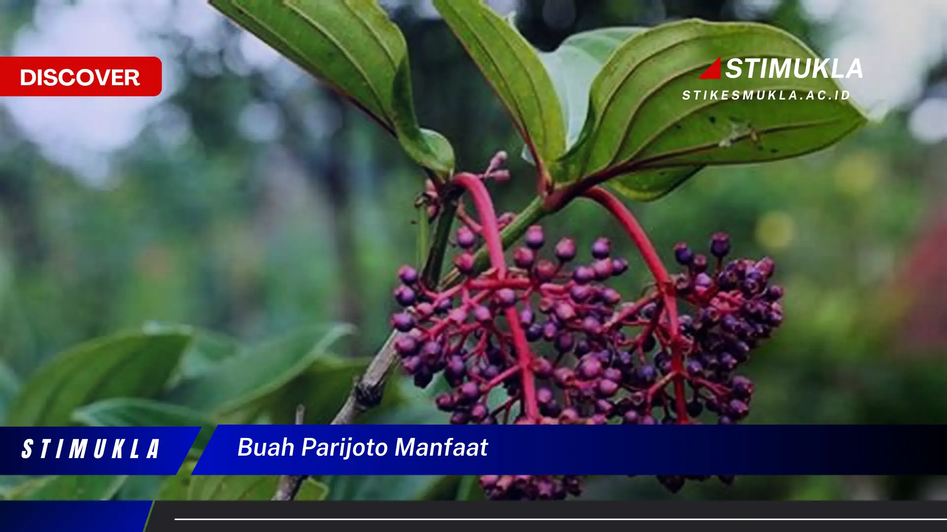 buah parijoto manfaat