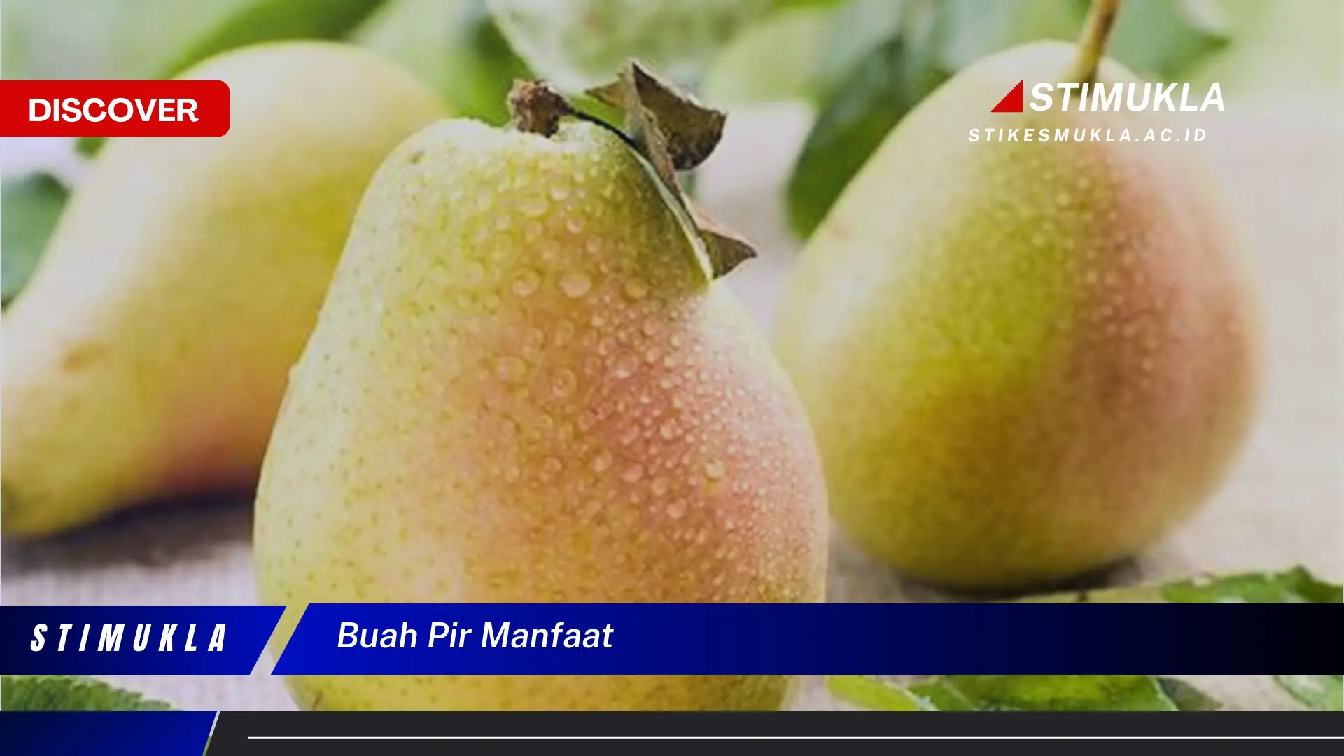buah pir manfaat buah pir manfaat