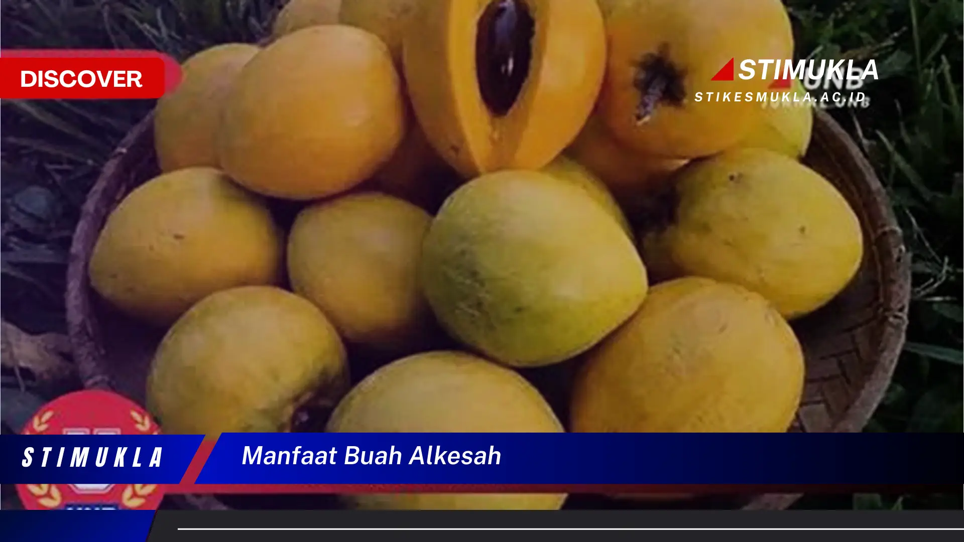 manfaat buah alkesah