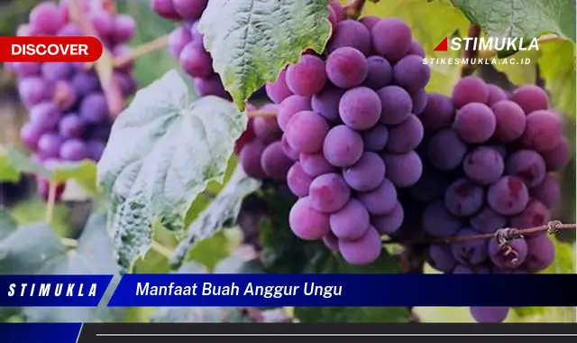 manfaat buah anggur ungu